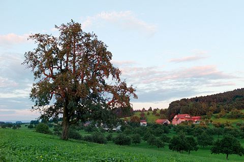 Kulturlandschaft mit Akzent - Obstbaugebiet mit Hochstamm-Obstbäumen
