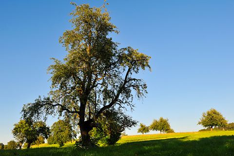 Kulturlandschaft mit Akzent - markanter Birnbaum in Obstbaugebiet