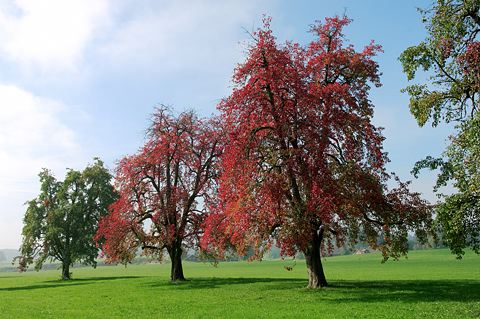 Kulturlandschaft mit Akzent - markante Birnbaumgruppe in Obstbaugebiet